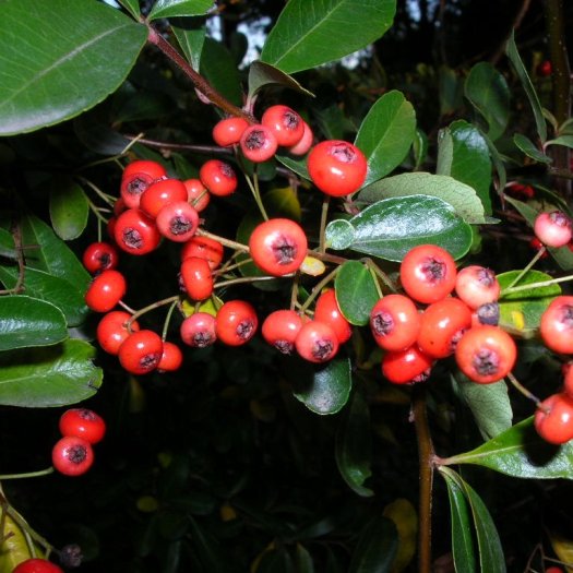 Pyracantha coccinea